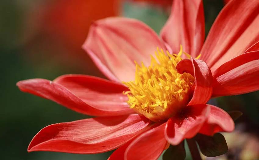 1648734771302867.jpg 關于花卉植物的另類拍攝小技巧