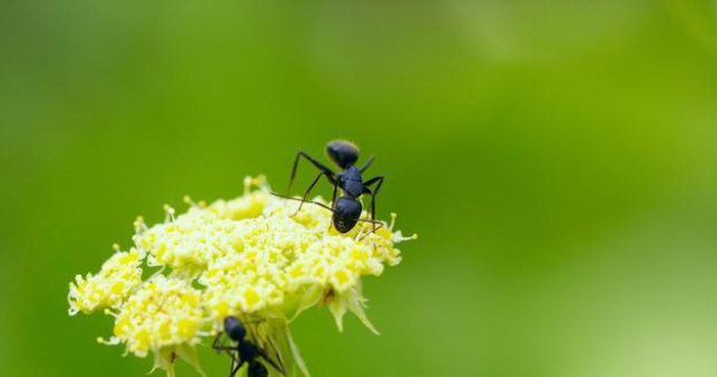 1651481446610508.png 艾木傳媒微距攝影